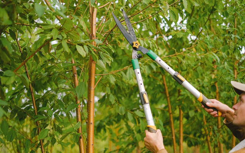 Tree trimming in Ankeny, IA